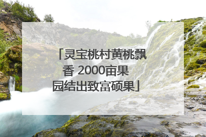 灵宝桃村黄桃飘香 2000亩果园结出致富硕果