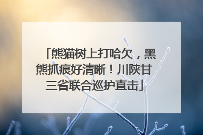 熊猫树上打哈欠，黑熊抓痕好清晰！川陕甘三省联合巡护直击