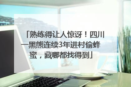 熟练得让人惊讶！四川一黑熊连续3年进村偷蜂蜜，藏哪都找得到