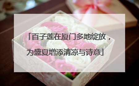 百子莲在厦门多地绽放，为盛夏增添清凉与诗意