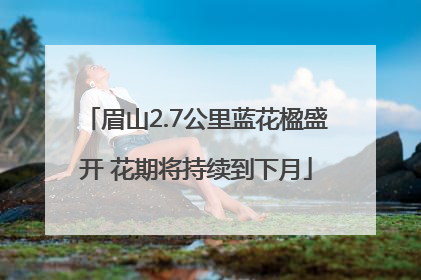 眉山2.7公里蓝花楹盛开 花期将持续到下月