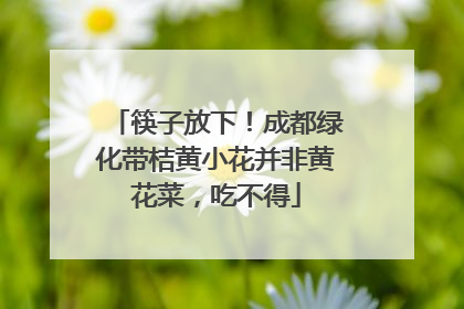 筷子放下！成都绿化带桔黄小花并非黄花菜，吃不得