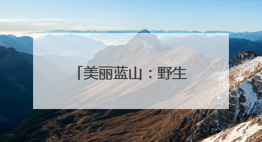美丽蓝山：野生合欢花绽放 浪漫景致醉人心