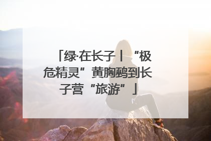 绿·在长子丨“极危精灵”黄胸鹀到长子营“旅游”