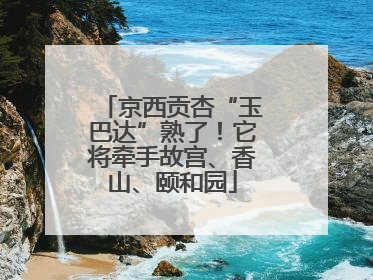 京西贡杏“玉巴达”熟了！它将牵手故宫、香山、颐和园
