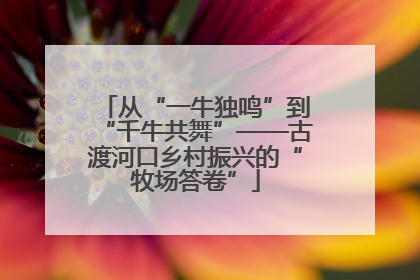 从“一牛独鸣”到“千牛共舞”——古渡河口乡村振兴的“牧场答卷”
