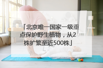 北京唯一国家一级重点保护野生植物，从2株扩繁至近500株