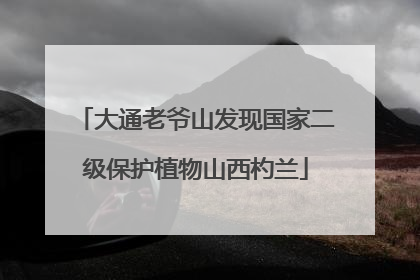 大通老爷山发现国家二级保护植物山西杓兰