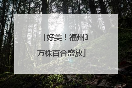 好美！福州3万株百合盛放