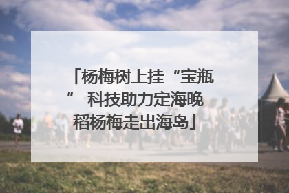 杨梅树上挂“宝瓶” 科技助力定海晚稻杨梅走出海岛
