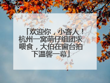 欢迎你，小客人！杭州一窝萌仔组团求喂食，大伯在窗台拍下温馨一幕