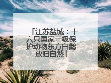 江苏盐城：十六只国家一级保护动物东方白鹳放归自然