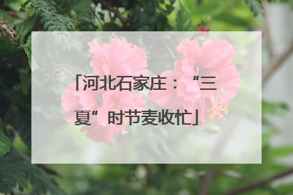 河北石家庄：“三夏”时节麦收忙