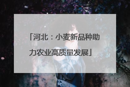 河北：小麦新品种助力农业高质量发展