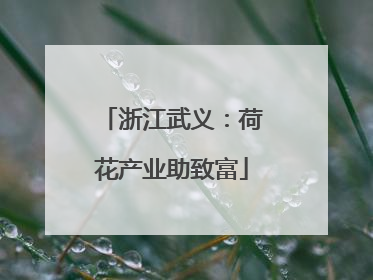 浙江武义：荷花产业助致富