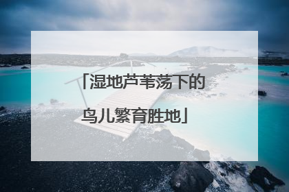 湿地芦苇荡下的鸟儿繁育胜地