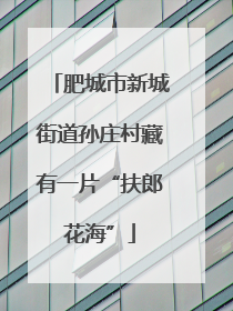 肥城市新城街道孙庄村藏有一片“扶郎花海”