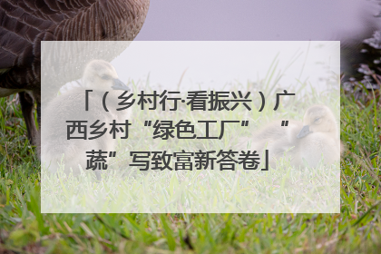（乡村行·看振兴）广西乡村“绿色工厂” “蔬”写致富新答卷
